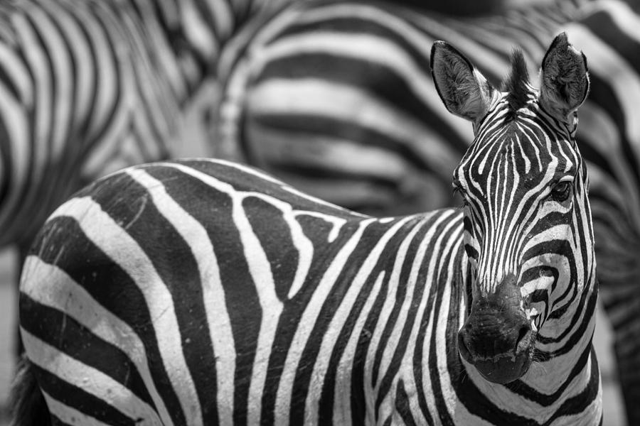 Stripes Photograph by Alessandro Catta