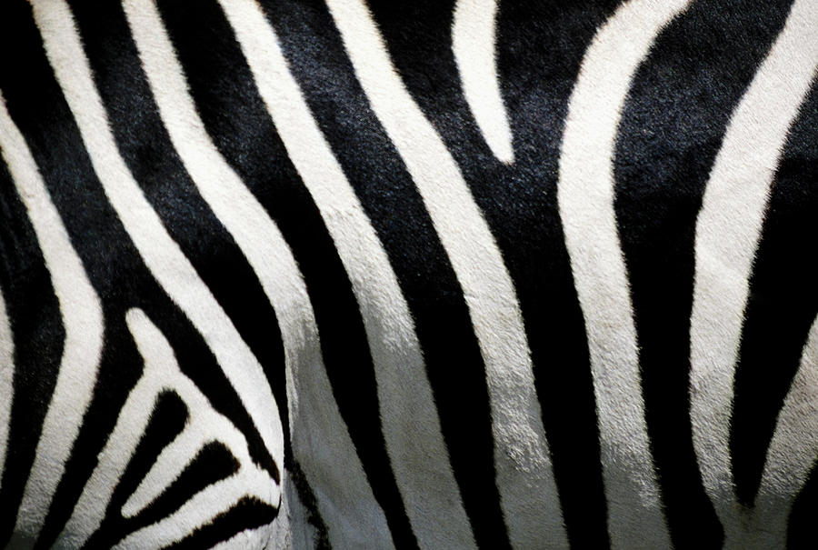 Animal Photograph - Stripes On Zebra, Extreme Close-up by Medioimages/photodisc