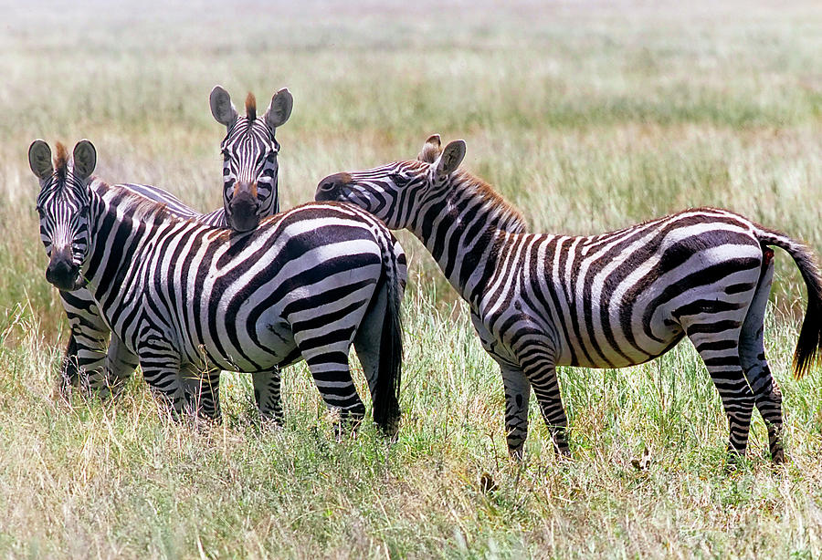 Stripes by Scott Kemper Stripes by Scott Kemper