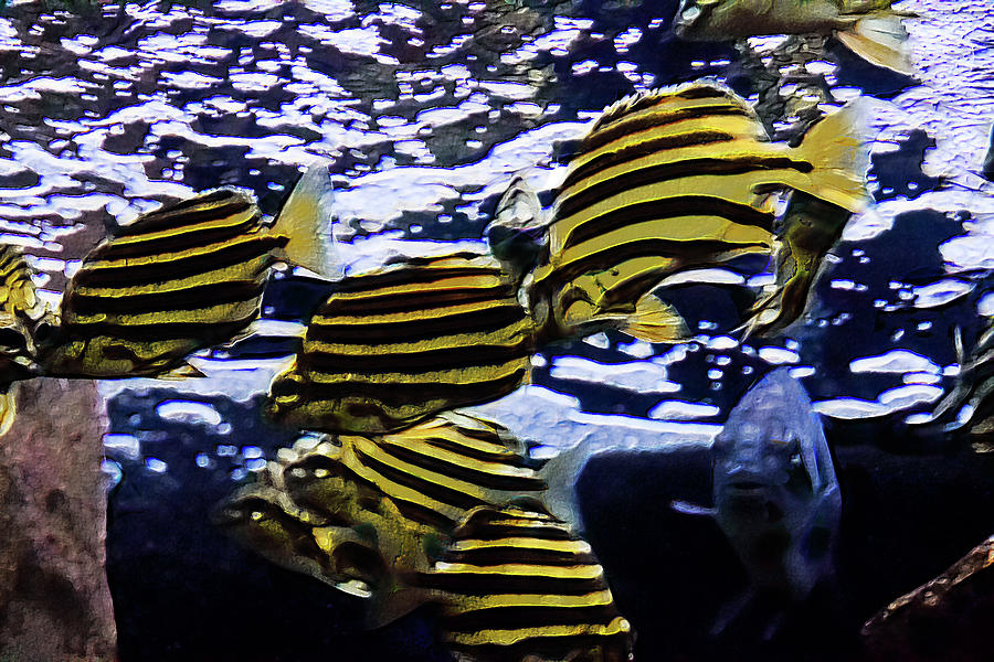 Fish Photograph - Stripey by Miroslava Jurcik