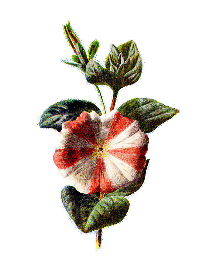 Flower Mixed Media - Stripped Petunia Flower by Naxart Studio