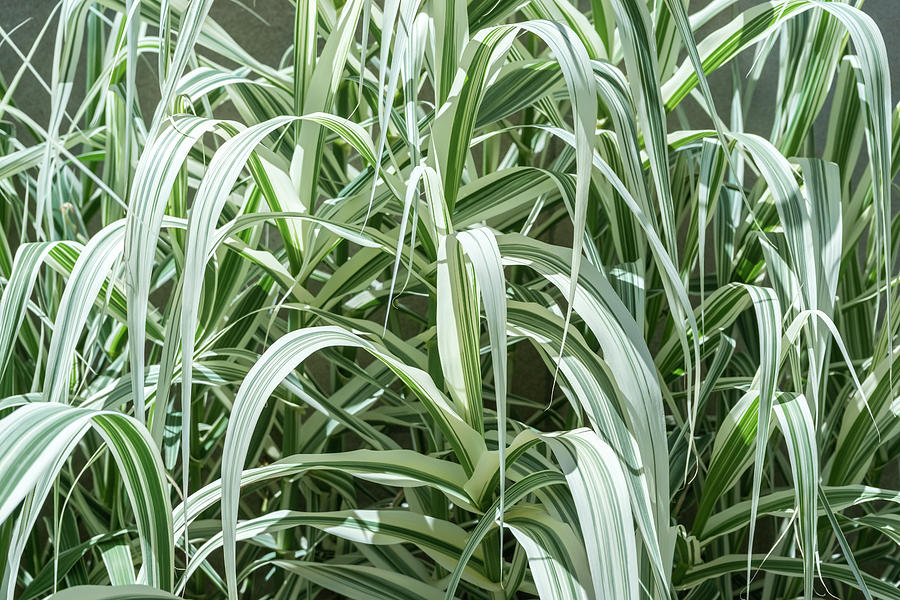 Stripy Biophilic Elegance - Sophisticated Grass Ribbons in Mint Greens ...