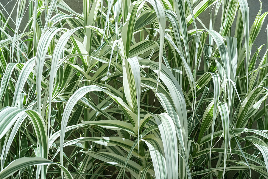 Stripy Biophilic Elegance - Sophisticated Grass Ribbons in Mint Green and Ivory White Photograph by Georgia Mizuleva