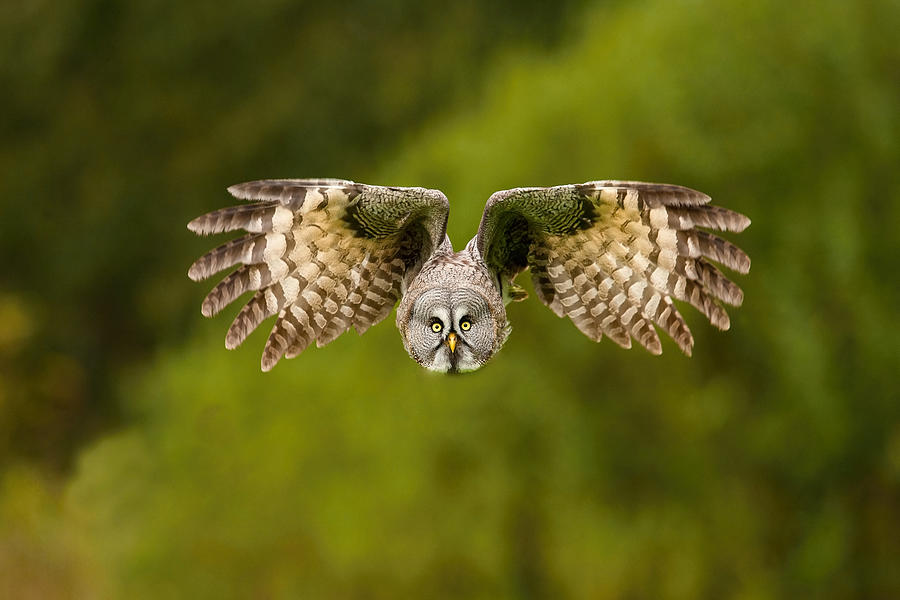 Strix Nebulosa, Great Grey Owl Photograph by Petr Simon