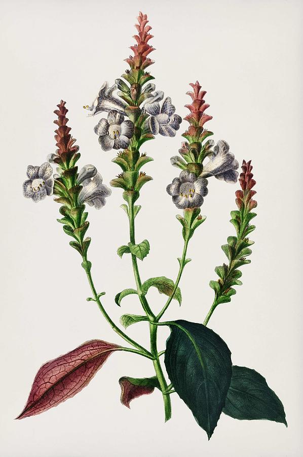 Strobilanthes sabiniana illustrated by Charles Dessalines D  Orbigny  1806 1876  Painting by Celestial Images