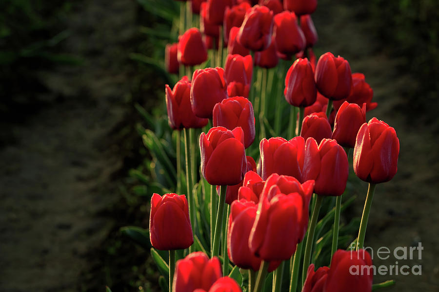 Strokes of Red by Beve Brown-Clark Photography Strokes of Red by Beve Brown-Clark Photography