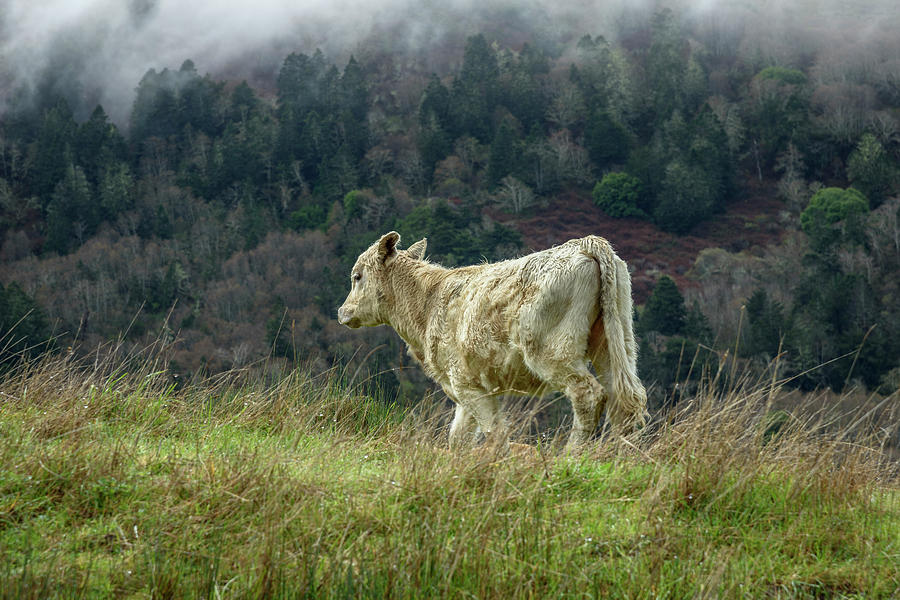 Strolling Bovine Photograph by Jon Exley