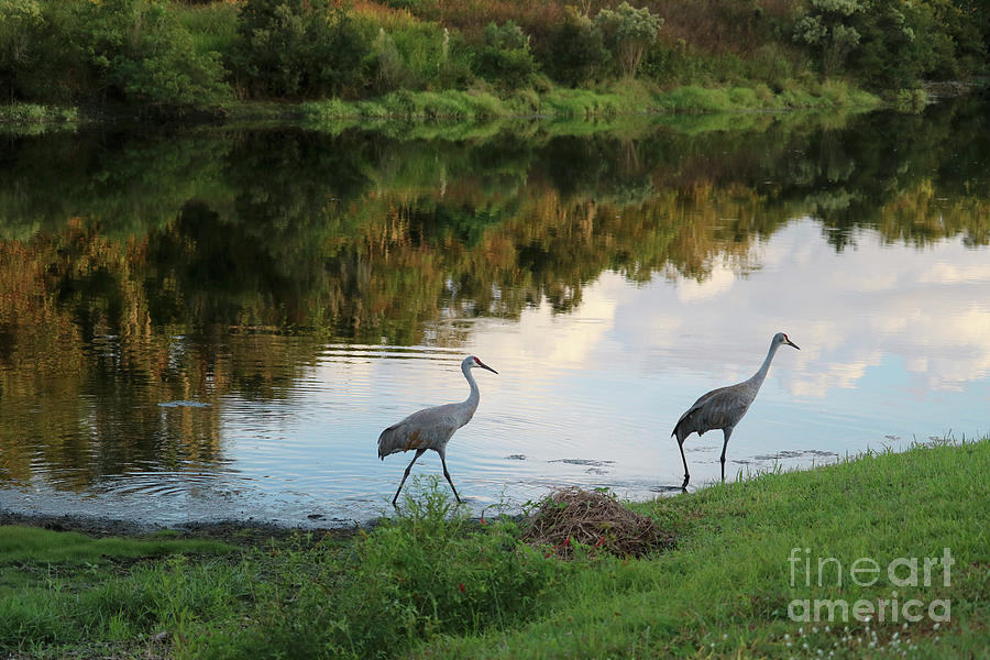 Strolling Sandhills by Florida Pond Photograph by Carol Groenen