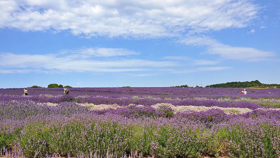 Strolling Through Lavender Fields Photograph by Andrea Whitaker