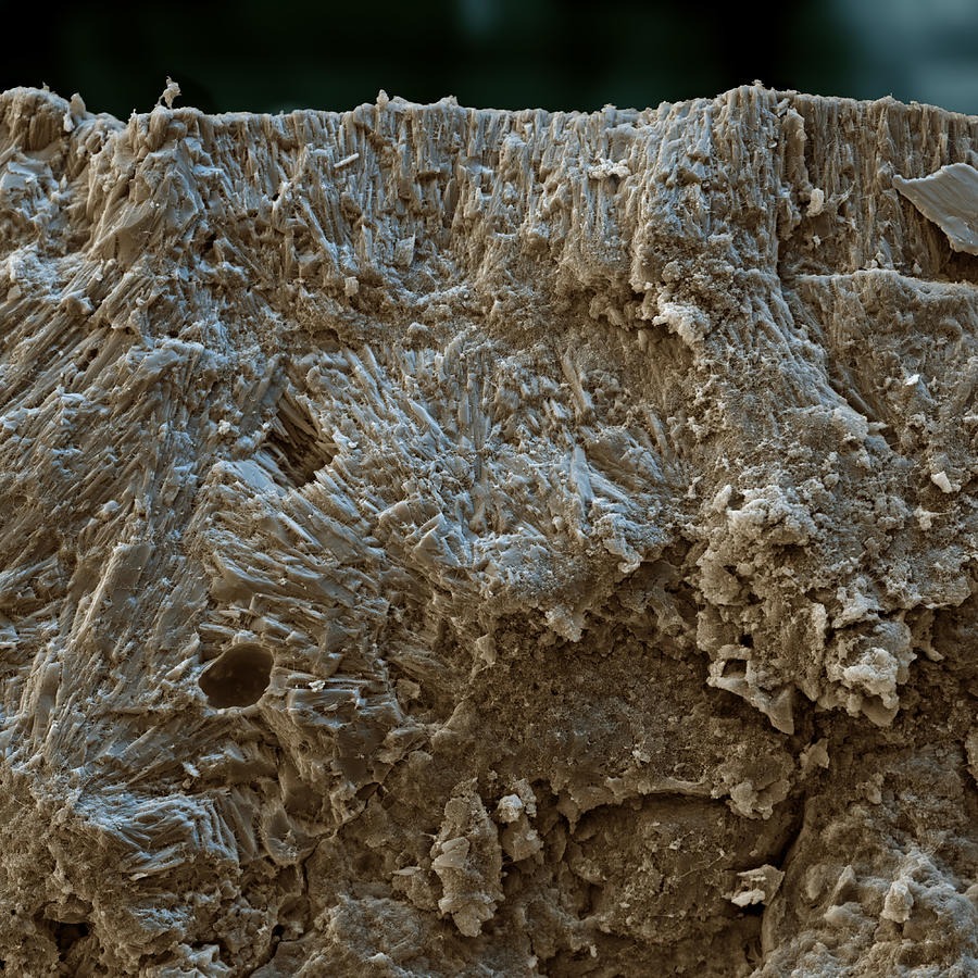 Stromatolites Photograph by Meckes/ottawa