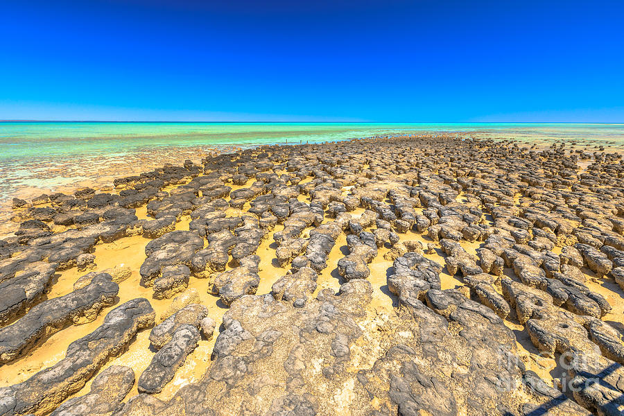 Stromatolites Western Australia Photograph by Benny Marty