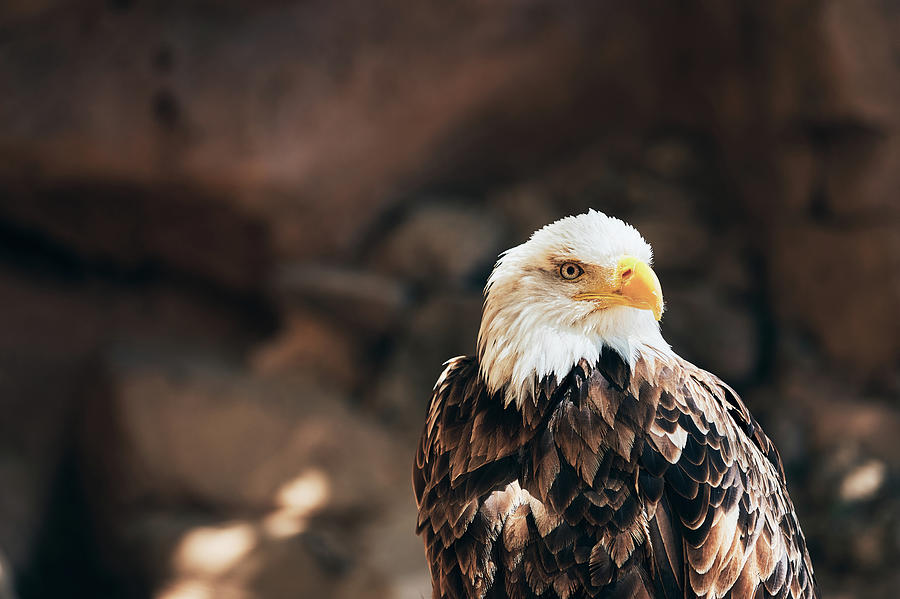 Nature Photograph - Strong Bald Eagle With White Feathered Head Attentively Watching Aside by Cavan Images