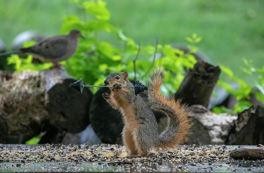 Strong fox squirrel Photograph by Dan Friend