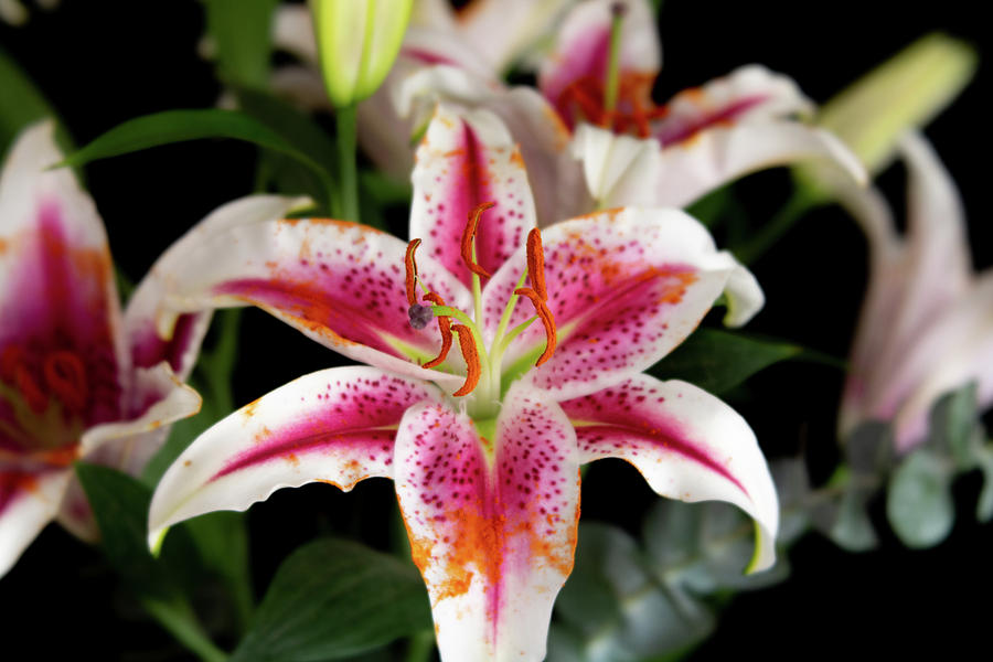 Strong Oriental Lily by Jennifer Wick Strong Oriental Lily by Jennifer Wick