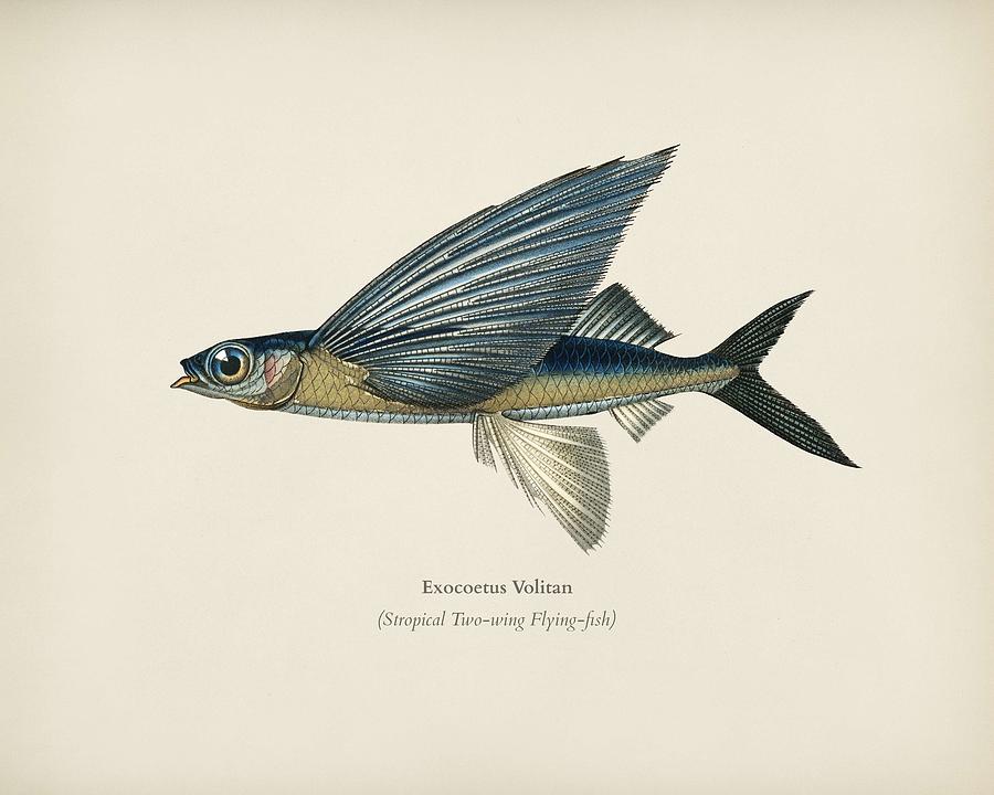 Stropical two wing flying fish  Exocoetus Volitan  illustrated by Charles Dessalines D  Orbigny  180 Painting by Celestial Images