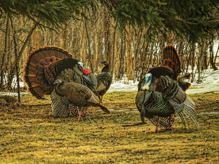 Strutters And Hens Photograph by Dale Kauzlaric