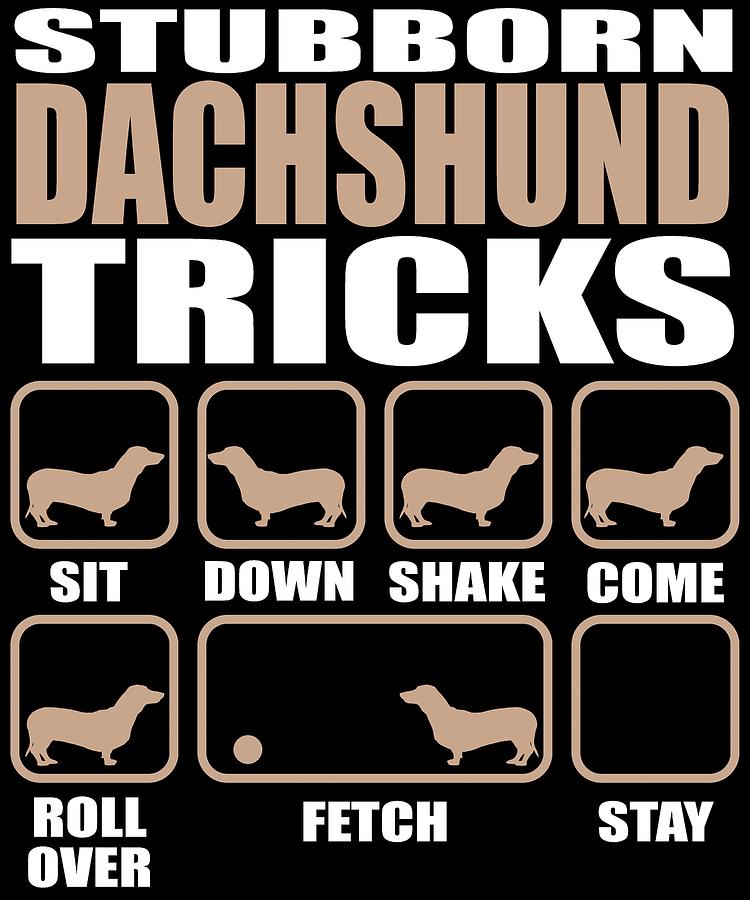 stubborn dachshund tricks