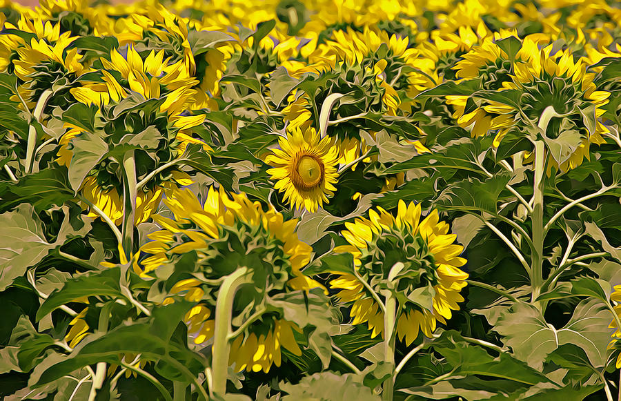 Stubborn Sunflower Photograph by Gaby Ethington