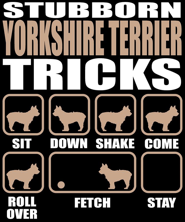 are yorkies stubborn