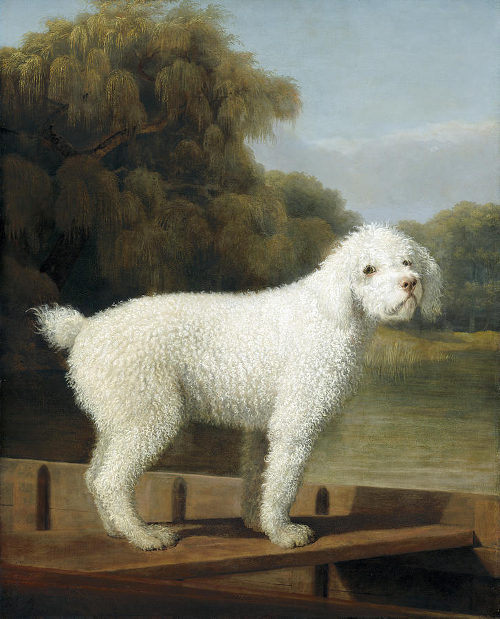 White Poodle in a Punt, C1780 Painting by George Stubbs
