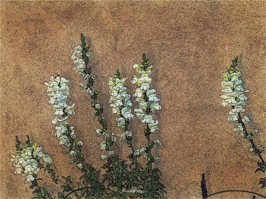 Stucco Wall and Flowers by Roy Kastning Stucco Wall and Flowers by Roy Kastning