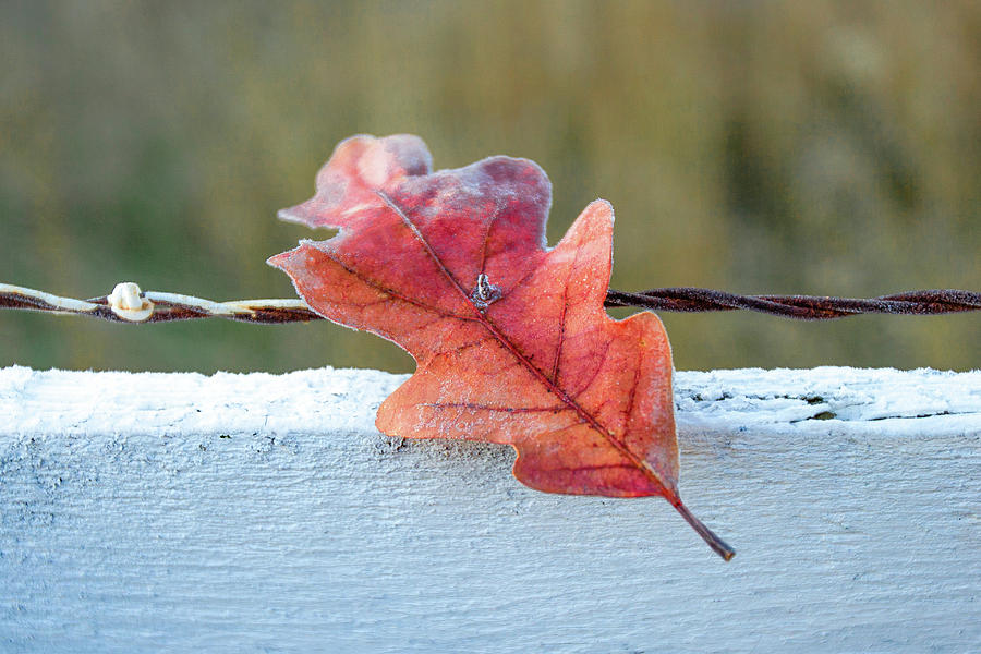 Stuck Leaf Photograph by Todd Klassy