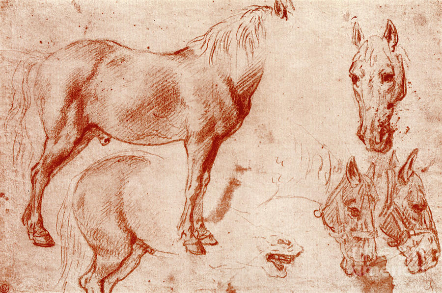 Studies Of Horses, 1913.artist Peter Drawing by Print Collector