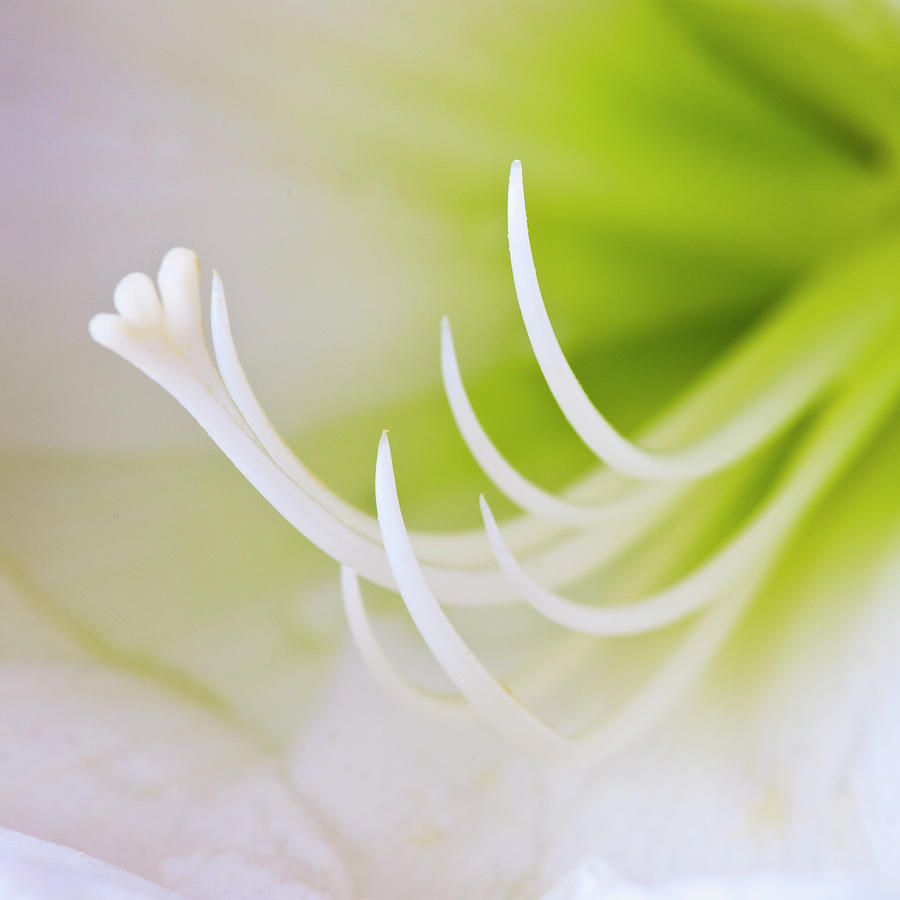 Studio Close-up Of Green Amaryllis Photograph by Tetra Images