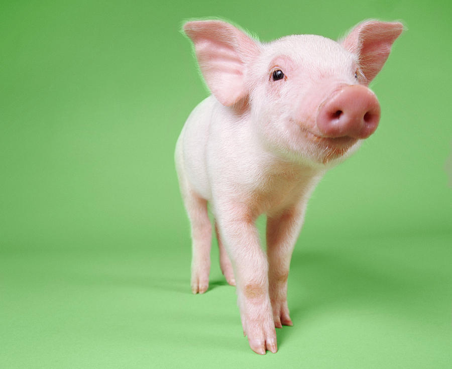 Studio Cut Out Of A Piglet Standing Photograph by Digital Vision. Studio Cut Out Of A Piglet Standing Photograph by Digital Vision.