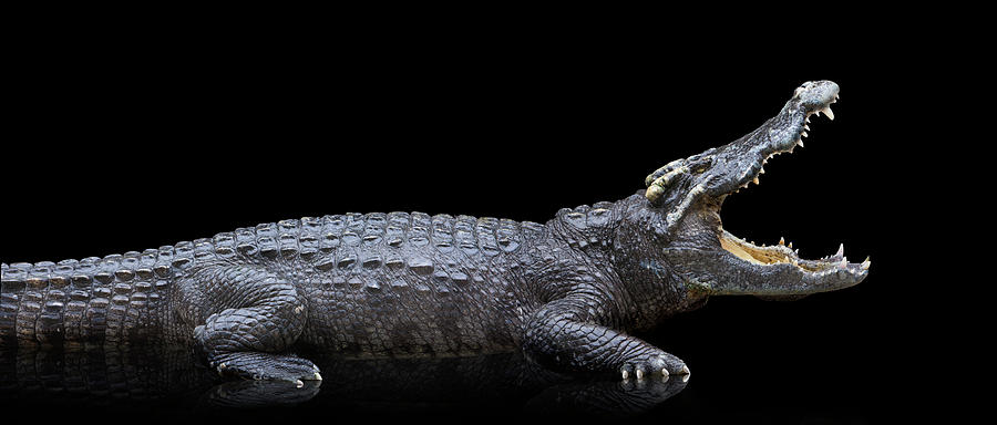 Studio Photos Of Crocodiles Profile On Photograph by John Lund