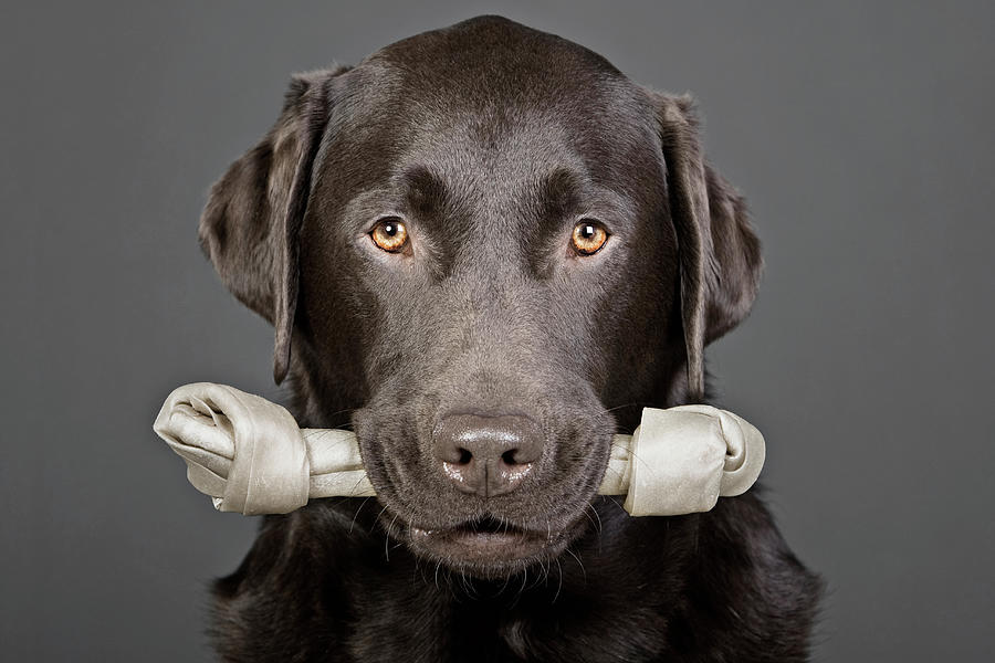 Studio Portrait Of Chocolate Labrador Photograph by Justin Paget Studio Portrait Of Chocolate Labrador Photograph by Justin Paget