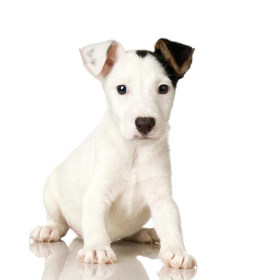 Studio Portrait Of Jack Russell Terrier Photograph by Jupiterimages