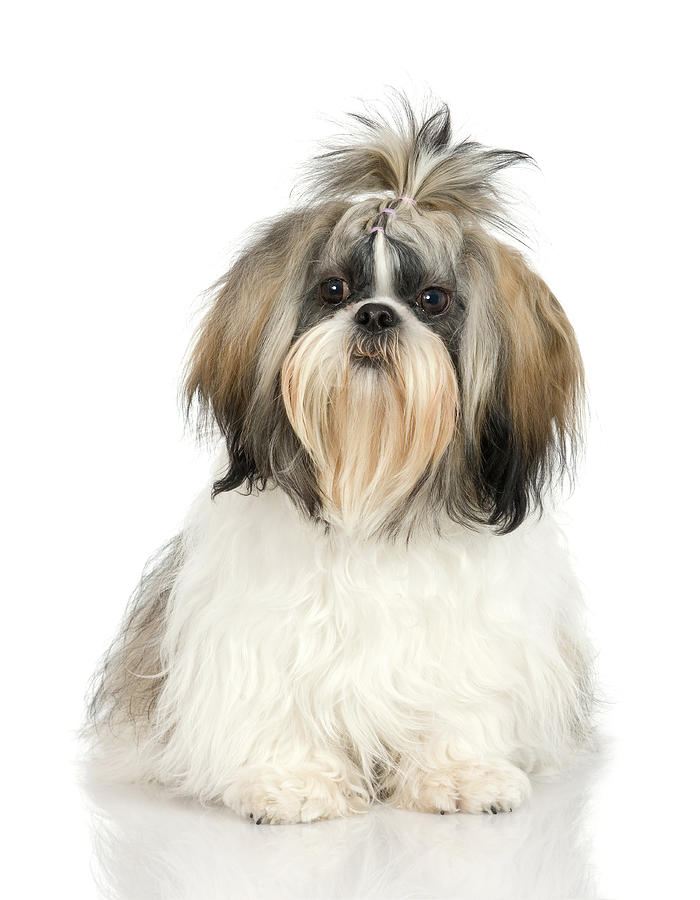 Studio Portrait Of Shih Tzu Dog Photograph by Jupiterimages Studio Portrait Of Shih Tzu Dog Photograph by Jupiterimages
