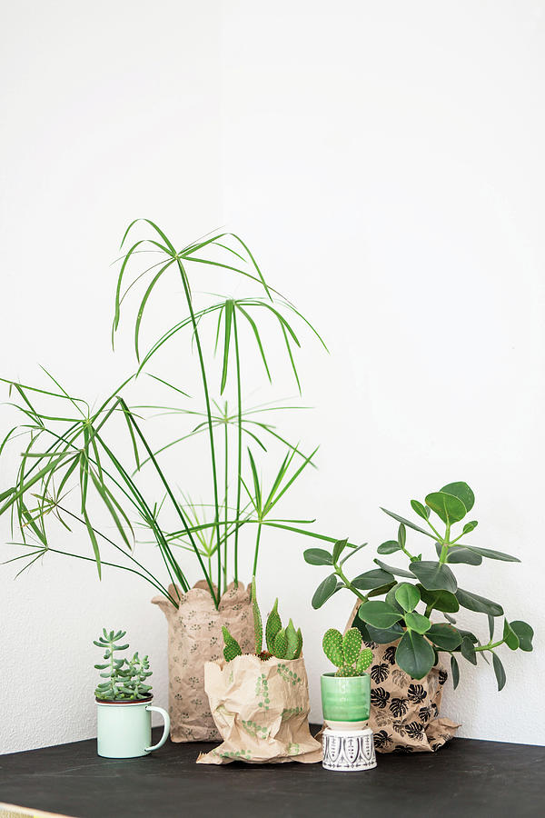 Studio Shot, Interior, Diy, Idea, Crafting, Printing, Print, Prints, Stamps, Stamping, Decoration, Recycling, Upcycling, Paper, Bag, Leaf, Green, White, White Background, Plant, Houseplant. Copy Space, Cacti Photograph by Syl Loves