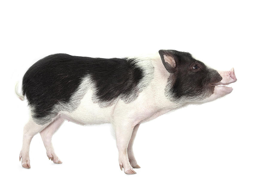 Studio Shot Of A Pig, Profile, Smiling Photograph by Michael Duva