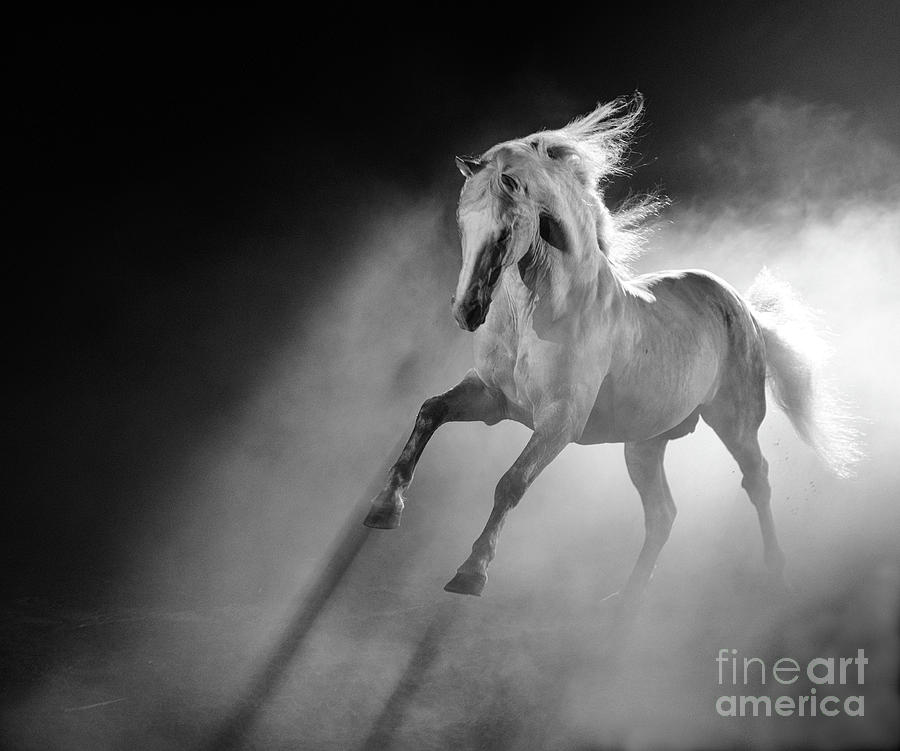 bouncing horse