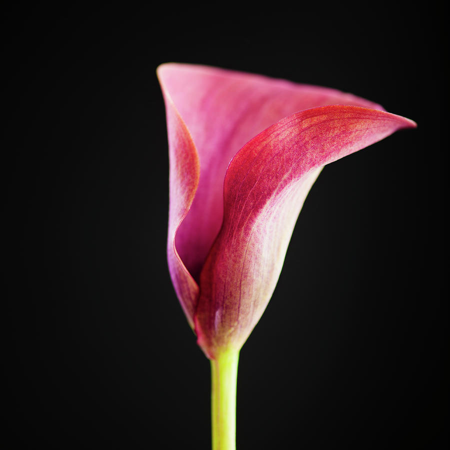 Studio Shot Of Calla Lily by Tetra Images