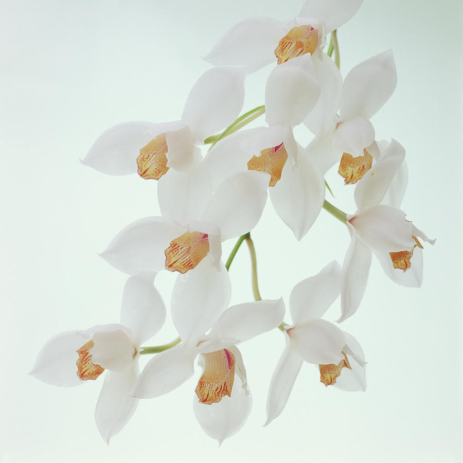 Studio Shot Of Flower, White Background Photograph by Micha Pawlitzki