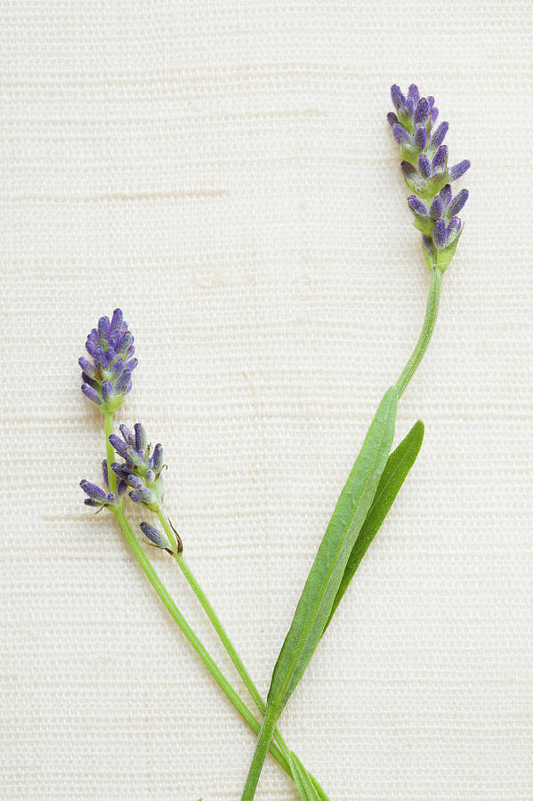 Studio Shot Of Fresh Lavender Photograph by Kristin Lee