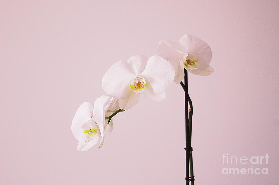 Orchid Photograph - Studio Shot Of Orchid by Cédric Brogniez