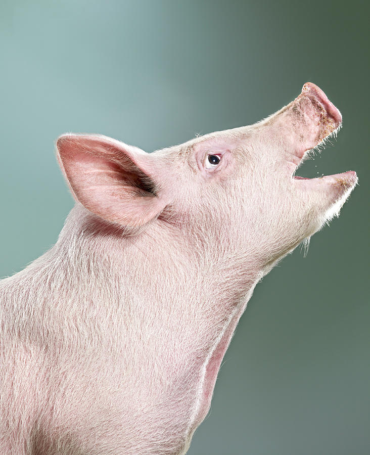 Studio Shot Of Pig Looking Up With Open by Jana Leon