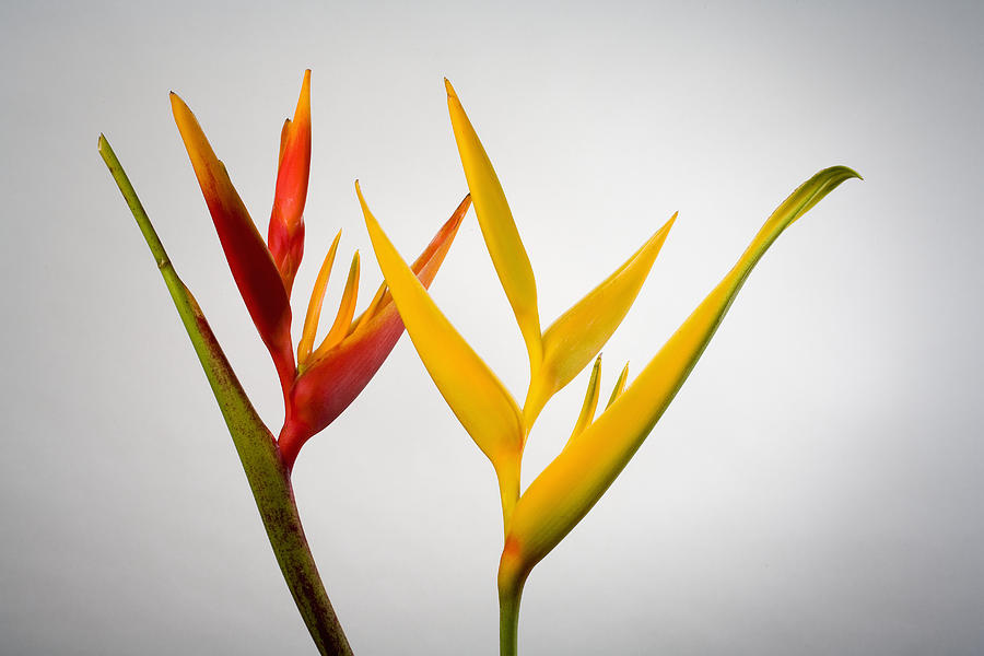 Studio Shot Of Two Heliconia, One Red Photograph by Design Pics/tomas Del Amo