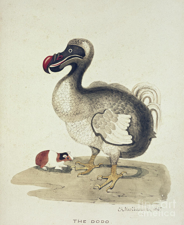 Study Of A Dodo And A Guinea Pig, 1847 Watercolor Painting by Charlotte Augusta Spencer Churchill