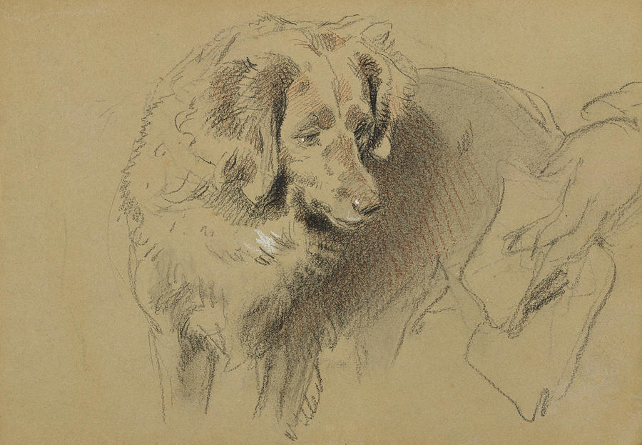 Study of a Dog Drawing by Edwin Landseer