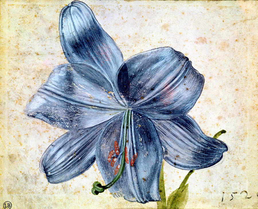 Study Of A Lily, 1526 Painting by Albrecht Dürer Or Duerer