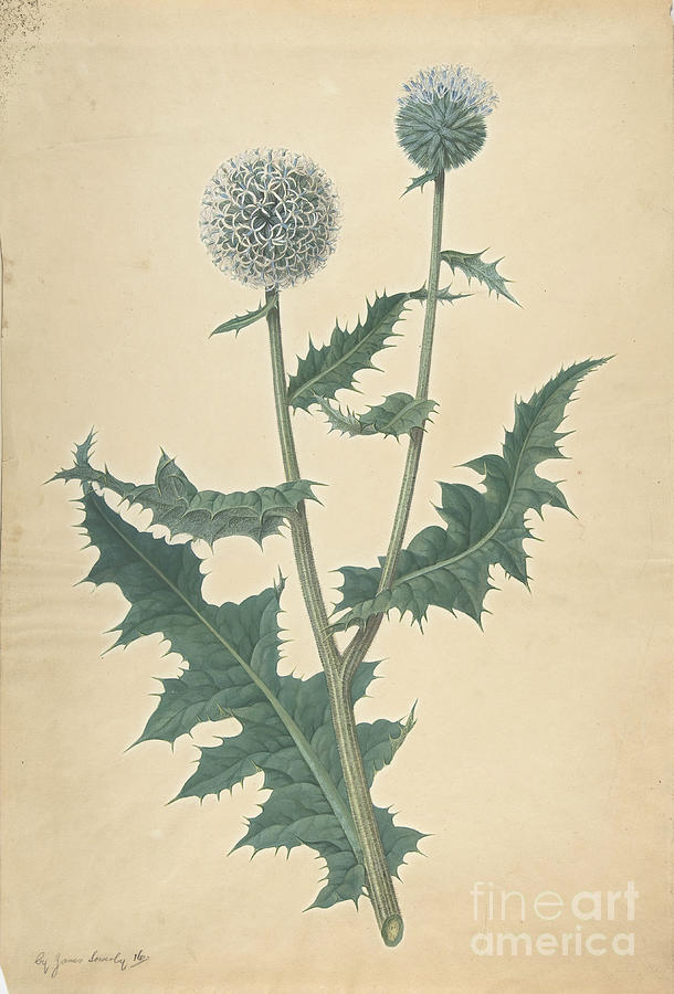 Study Of A Thistle Drawing by Heritage Images