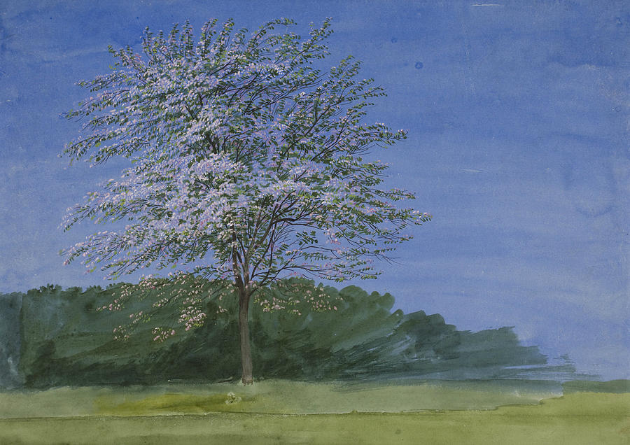 Study of a Tree in Bloom Drawing by William Turner of Oxford