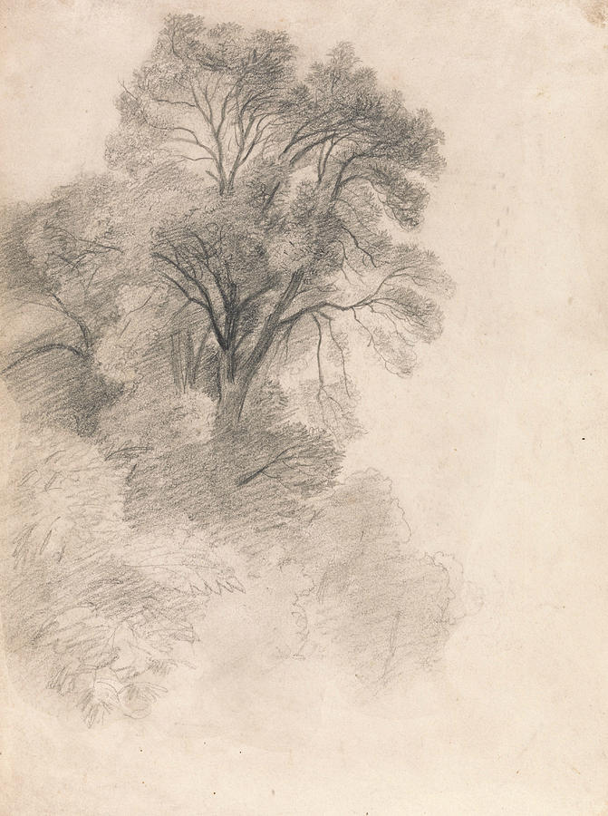 Study of Ash Trees Drawing by Lionel Constable