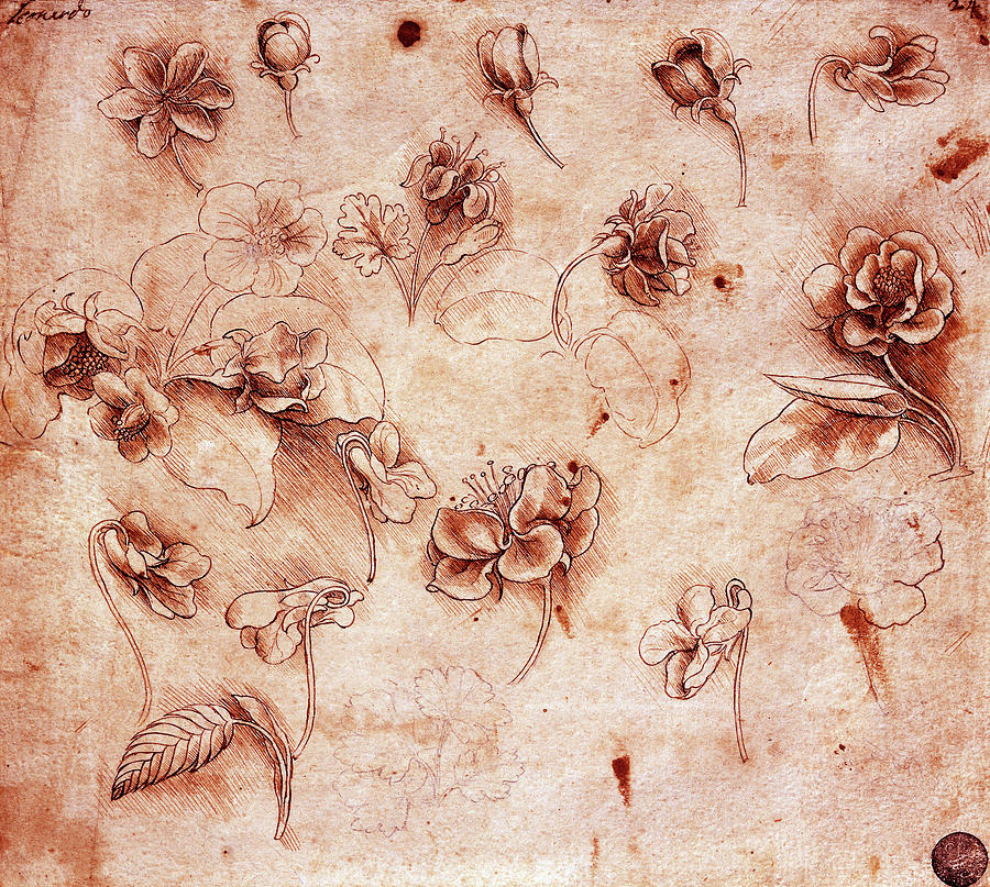 Leonardo Da Vinci Painting - Study of Flowers by Leonardo da Vinci