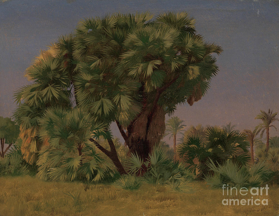 Study Of Palm Trees Drawing by Heritage Images
